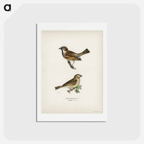 アートポストカード-Common Chiffchaff and House Sparrow
 - スヴェンスカ フォグラル Postcard.