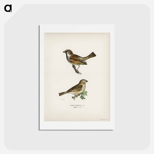 アートポストカード-Common Chiffchaff and House Sparrow
 - スヴェンスカ フォグラル Postcard.