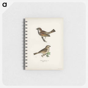 アートメモ帳-Common Chiffchaff and House Sparrow
 - スヴェンスカ フォグラル Memo.