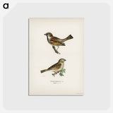 アートポストカード-Common Chiffchaff and House Sparrow
 - スヴェンスカ フォグラル Postcard.