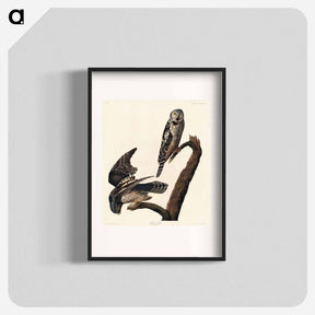 アートポスター-Hawk Owl from Birds of America
 - アメリカの鳥たち Poster.