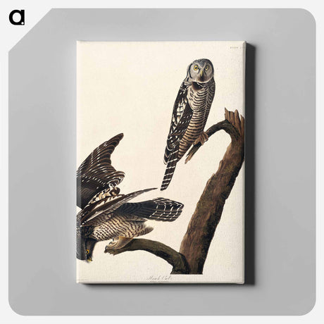 アートパネル-Hawk Owl from Birds of America
 - アメリカの鳥たち Canvas.