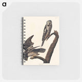 アートメモ帳-Hawk Owl from Birds of America
 - アメリカの鳥たち Memo.