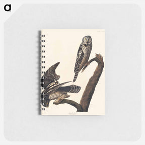 アートメモ帳-Hawk Owl from Birds of America
 - アメリカの鳥たち Memo.