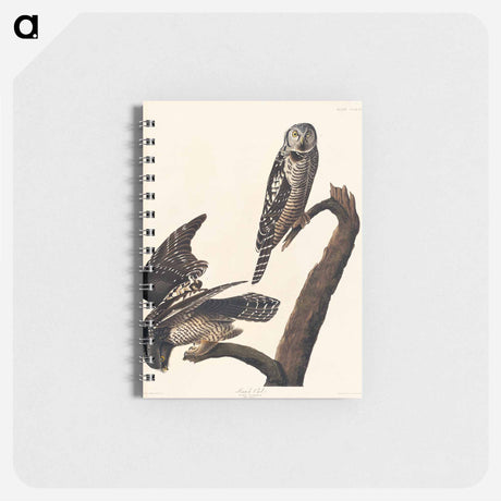アートメモ帳-Hawk Owl from Birds of America
 - アメリカの鳥たち Memo.