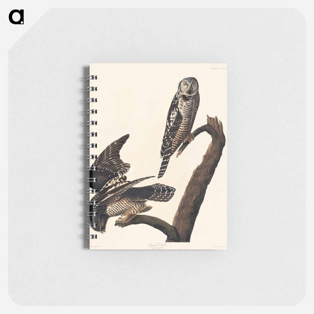 アートメモ帳-Hawk Owl from Birds of America
 - アメリカの鳥たち Memo.