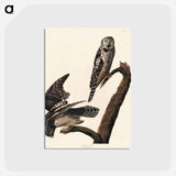 アートポストカード-Hawk Owl from Birds of America
 - アメリカの鳥たち Postcard.