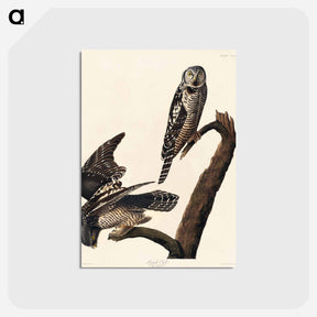 アートポストカード-Hawk Owl from Birds of America
 - アメリカの鳥たち Postcard.