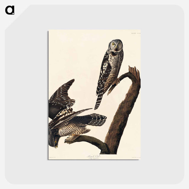 アートポストカード-Hawk Owl from Birds of America
 - アメリカの鳥たち Postcard.