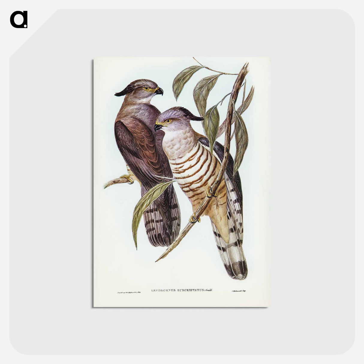 アートポストカード-Crested Hawk
 - オーストラリアの鳥 Postcard.