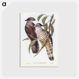 アートポストカード-Crested Hawk
 - オーストラリアの鳥 Postcard.