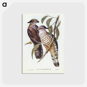 アートポストカード-Crested Hawk
 - オーストラリアの鳥 Postcard.