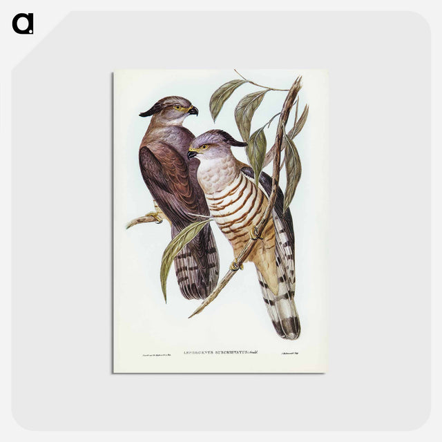 アートポストカード-Crested Hawk
 - オーストラリアの鳥 Postcard.