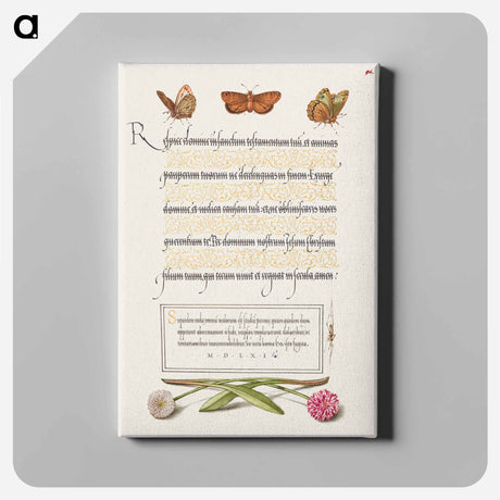 アートパネル-Butterflies, Moth, Spider, and English Daisies
 - 書道のお手本 Canvas.