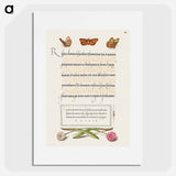 アートポスター-Butterflies, Moth, Spider, and English Daisies
 - 書道のお手本 Poster.