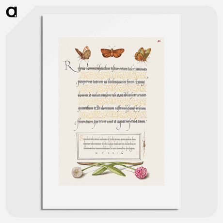 アートポスター-Butterflies, Moth, Spider, and English Daisies
 - 書道のお手本 Poster.
