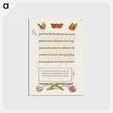 アートポストカード-Butterflies, Moth, Spider, and English Daisies
 - 書道のお手本 Postcard.