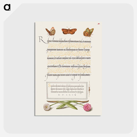 アートポストカード-Butterflies, Moth, Spider, and English Daisies
 - 書道のお手本 Postcard.