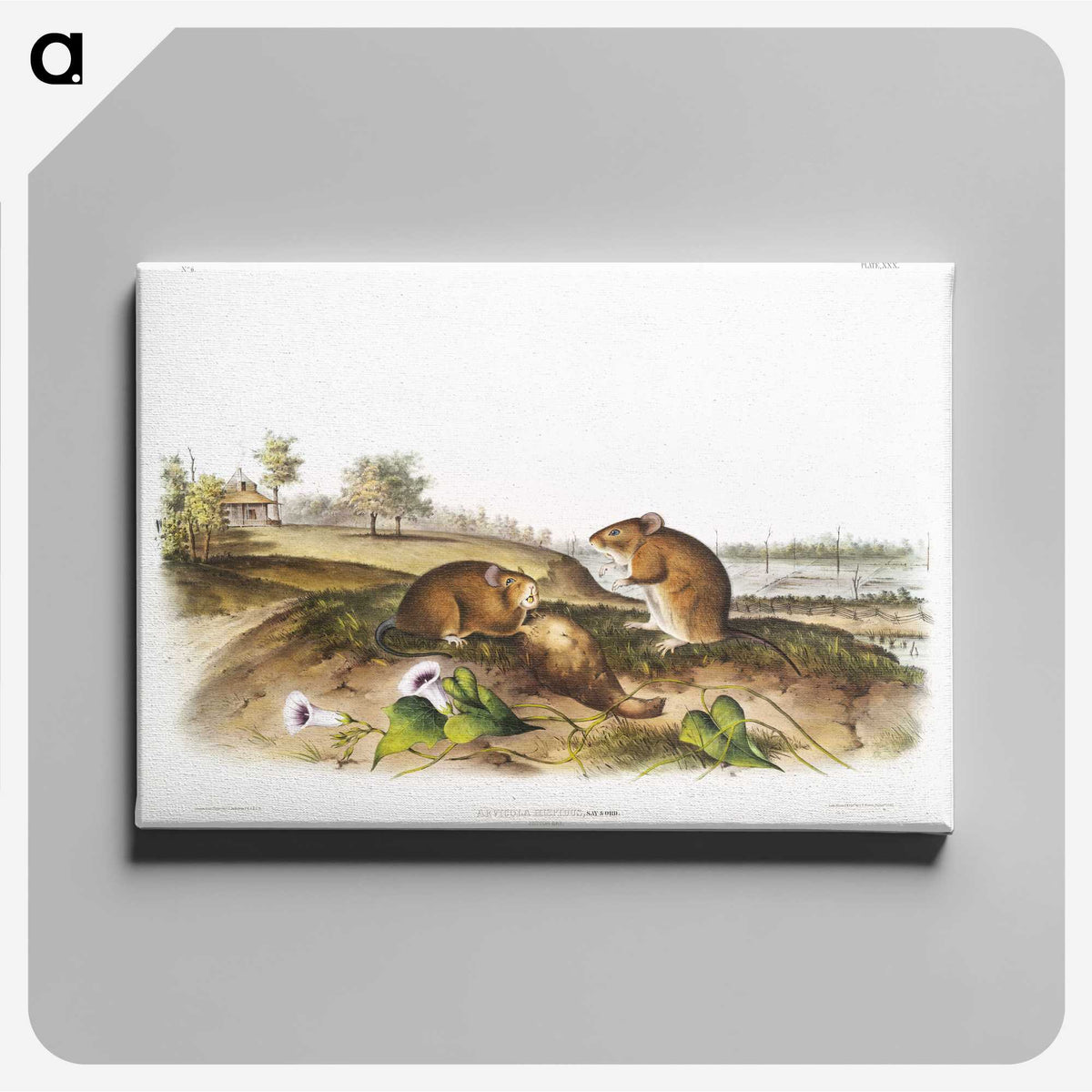2-46_The-Viviparous-Quadrupeds_canvas