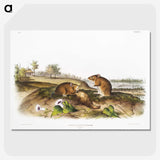 2-46_The-Viviparous-Quadrupeds_picture-crop