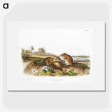 2-46_The-Viviparous-Quadrupeds_picture