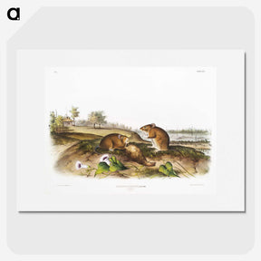 2-46_The-Viviparous-Quadrupeds_picture