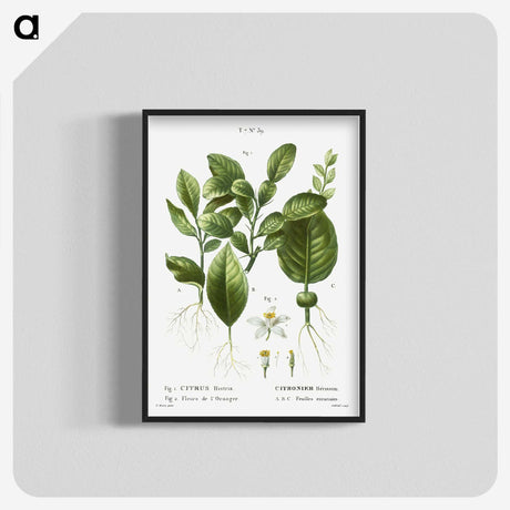 2-46_Treatise-on-Trees-and-Shrubs_blk-crop
