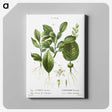 2-46_Treatise-on-Trees-and-Shrubs_canvas