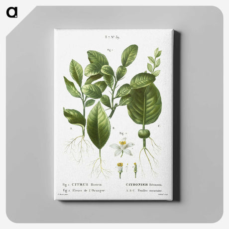 2-46_Treatise-on-Trees-and-Shrubs_canvas