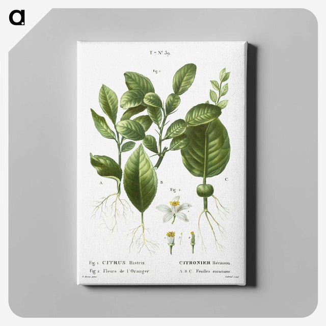 2-46_Treatise-on-Trees-and-Shrubs_canvas