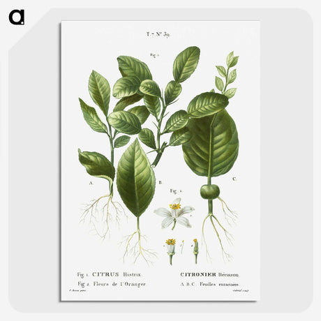 2-46_Treatise-on-Trees-and-Shrubs_picture-crop