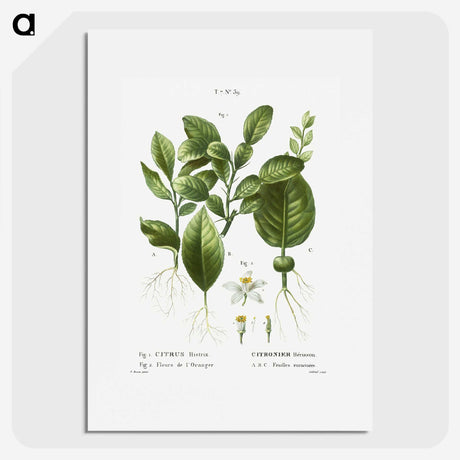 2-46_Treatise-on-Trees-and-Shrubs_picture