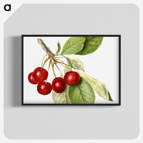 2-46_USDA-Watercolor-Fruit-Painting-Collection_blk-crop