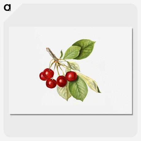 2-46_USDA-Watercolor-Fruit-Painting-Collection_picture