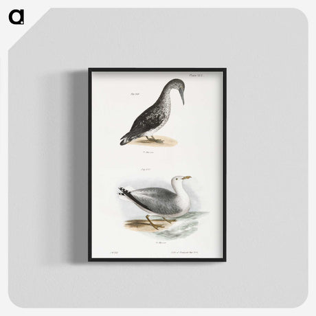 2-46_Zoology-of-New-York_blk-crop