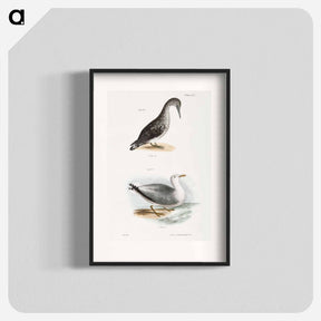 アートポスター-American Gannet, young (Sula americana)  Winter Gull (Larus argentatus) illustration from Zoology of New York by - ニューヨークの動物学 Poster.