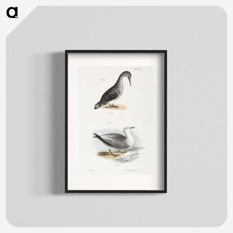 2-46_Zoology-of-New-York_blk
