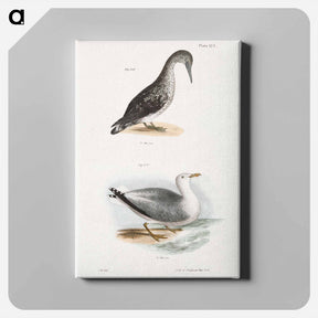 アートパネル-American Gannet, young (Sula americana)  Winter Gull (Larus argentatus) illustration from Zoology of New York by - ニューヨークの動物学 Canvas.
