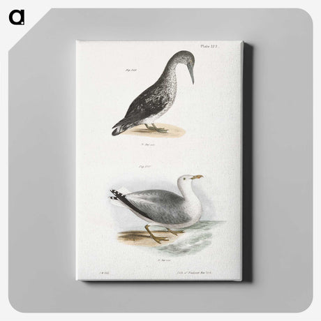 2-46_Zoology-of-New-York_canvas