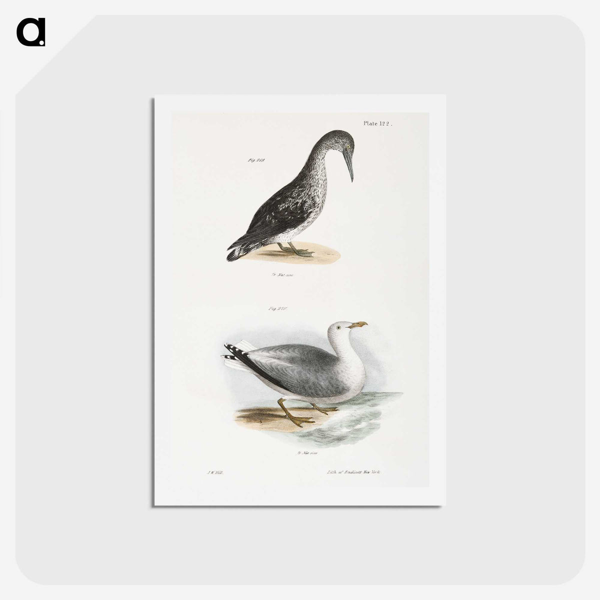 2-46_Zoology-of-New-York_hagaki