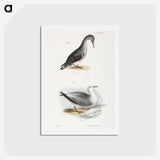 2-46_Zoology-of-New-York_hagaki