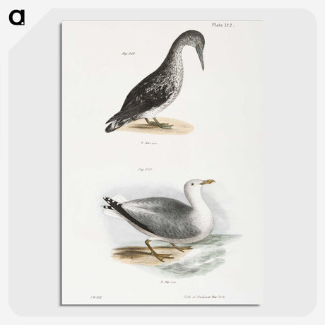 2-46_Zoology-of-New-York_picture-crop