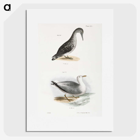 2-46_Zoology-of-New-York_picture