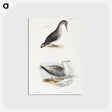 2-46_Zoology-of-New-York_postcard
