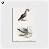 2-46_Zoology-of-New-York_postcard