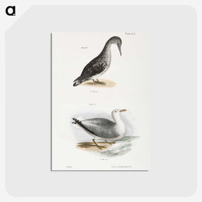 2-46_Zoology-of-New-York_postcard