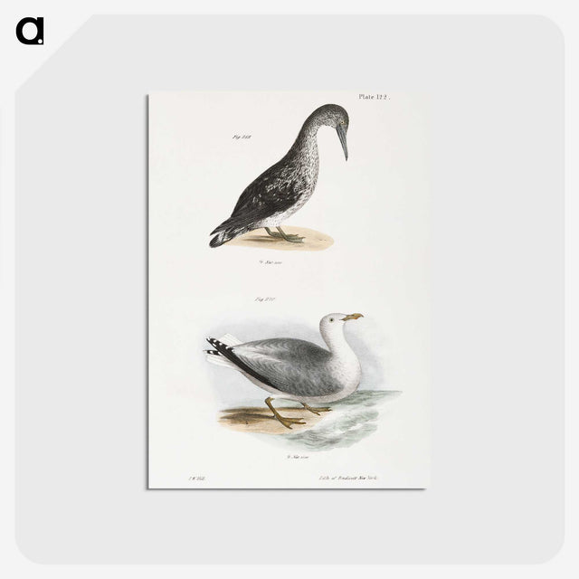 2-46_Zoology-of-New-York_postcard