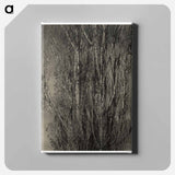 Dying Poplar and Live Branch - Lake George - アルフレッド スティーグリッツ Canvas.