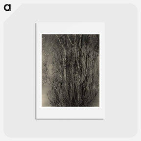 アートポストカード-Dying Poplar and Live Branch - Lake George - アルフレッド スティーグリッツ Postcard.