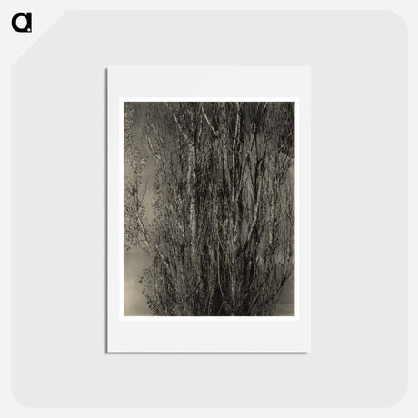 アートポストカード-Dying Poplar and Live Branch - Lake George - アルフレッド スティーグリッツ Postcard.